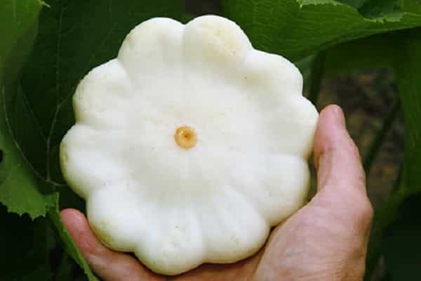 giống như chuông
