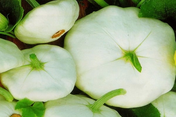 mùa màng khỏe mạnh