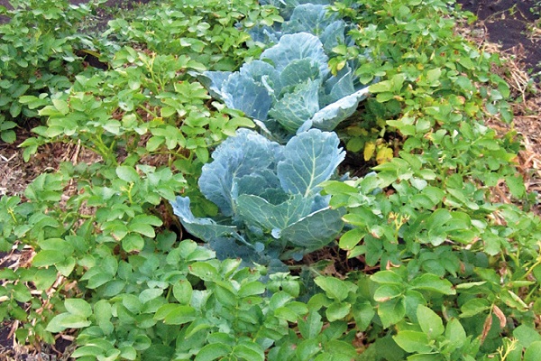 the plants were cultivated