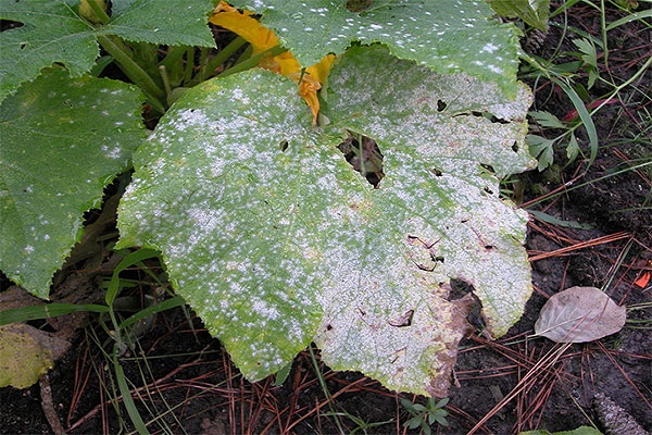 fungal diseases