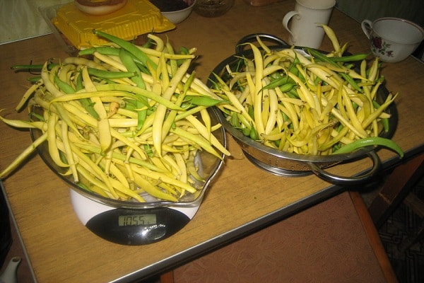 beskydning sorter