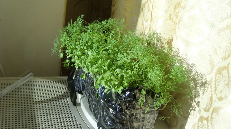 Dill in einen Topf geben