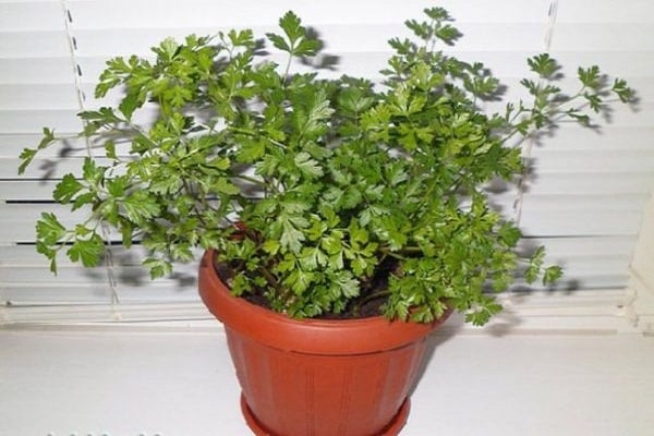 perkelti konteinerius