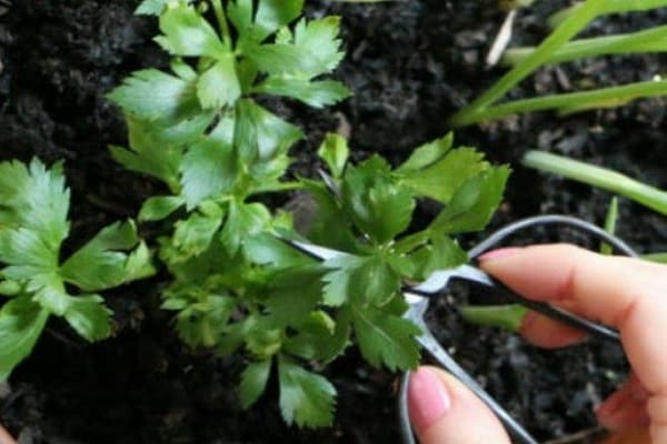pasirodo nusileidus