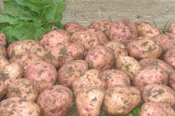 medium early varieties
