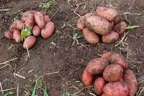 diseases and pests