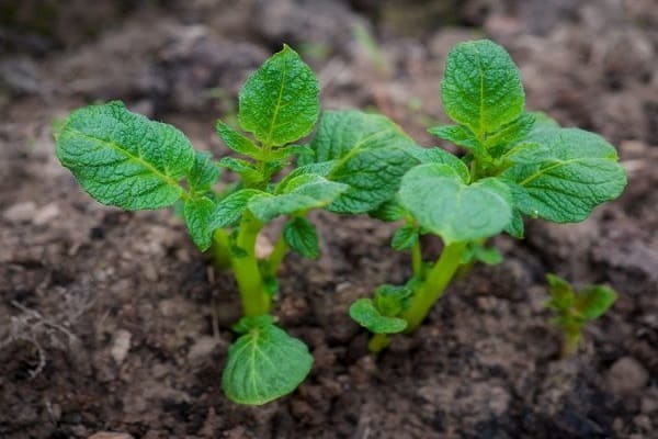mineral fertilizers