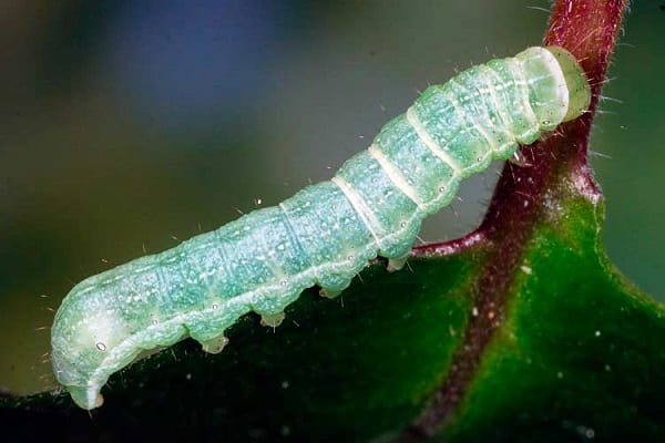 caterpillar scoops