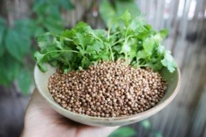 Useful properties and contraindications of cilantro for the human body