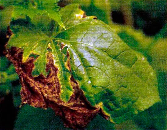 cladosporium מלפפון