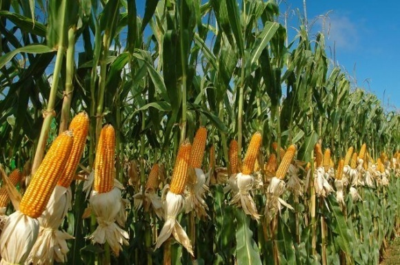 open field corn
