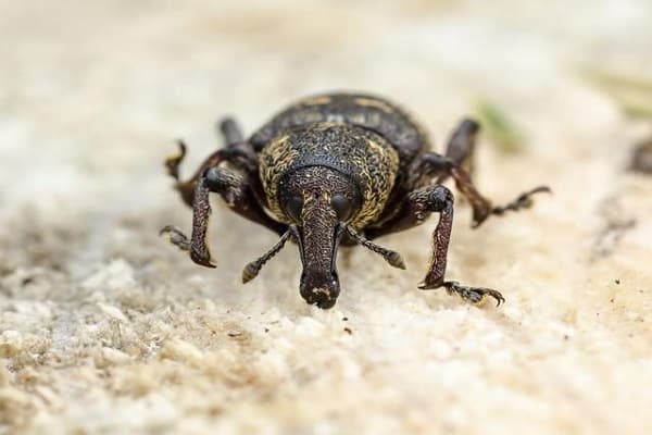 weevil attack