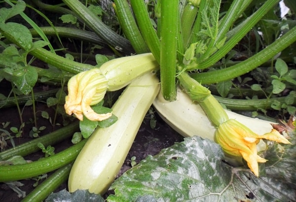 offenes Feld Cavili Zucchini
