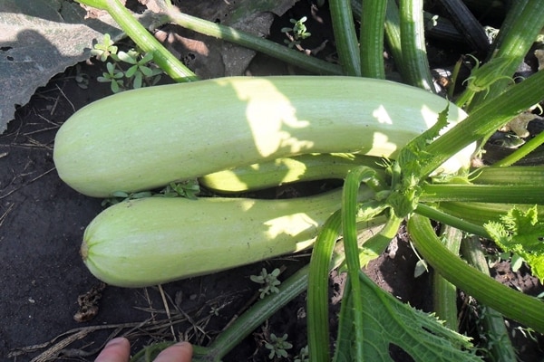 Kavili Zucchini im Garten