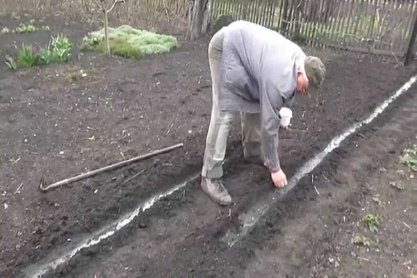 семе уживају