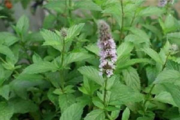 Garten Minze