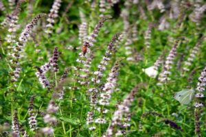 Beschreibung der Sorte der Spike (Garten) Minze, Merkmale des Anbaus und der Pflege
