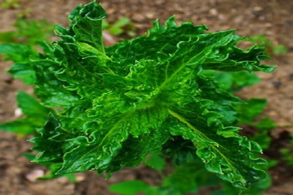 Aussehen