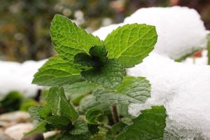 Descrição da variedade de hortelã-pimenta Kuban mint, características de cultivo e cuidado