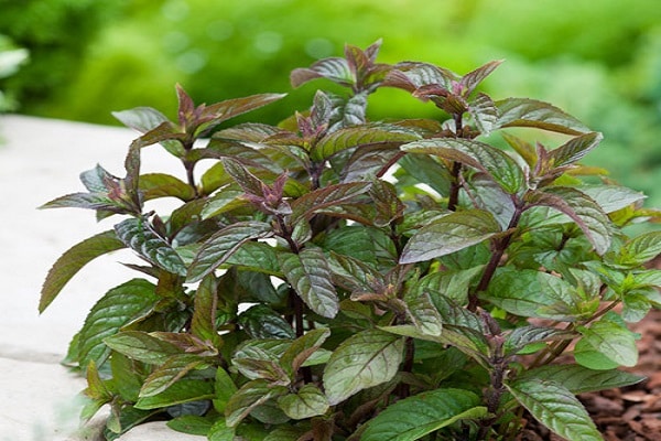 chocolat à la menthe