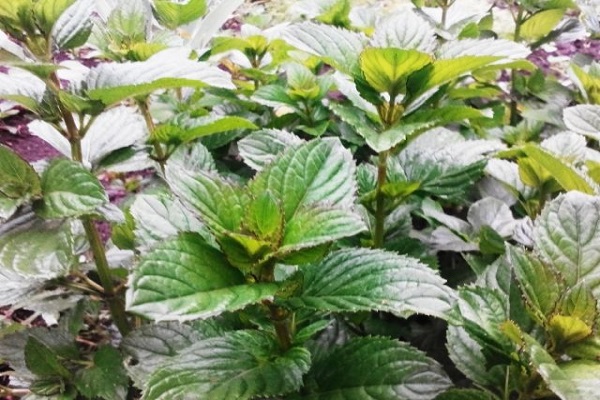niskie temperatury
