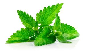 Características e descrição da hortelã mentol, características de cultivo e cuidados