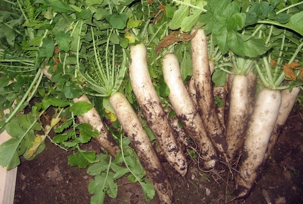 Η συγκομιδή του Daikon Dubinushka