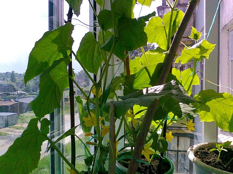 blühende Gurken auf dem Balkon