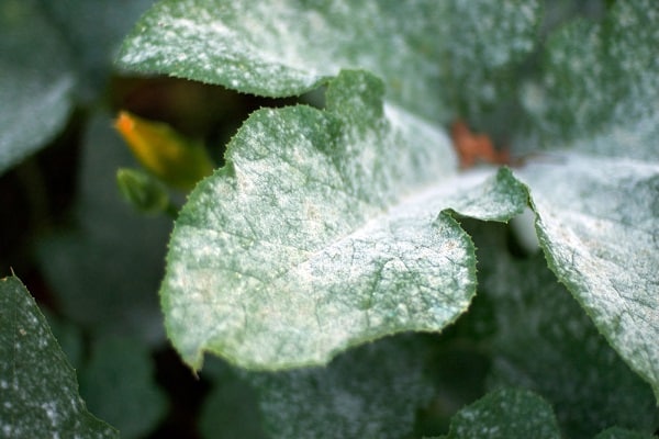 peronosporosis δροσιάς