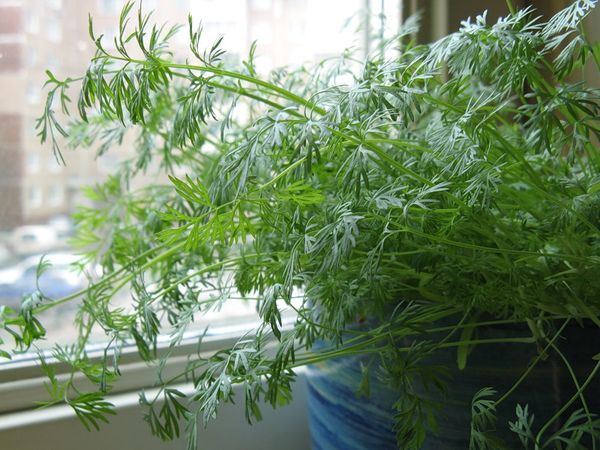 Dill auf der Fensterbank