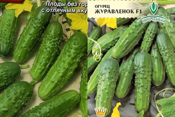 cucumber seeds Crane f1