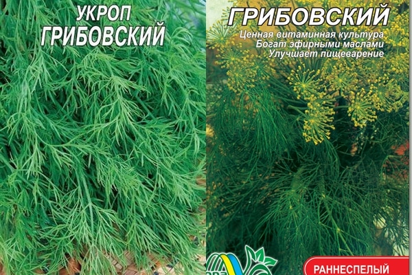 تعبئة شبت متنوعة Gribovsky