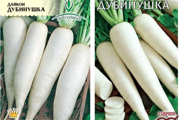 Οι σπόροι Daikon Dubinushka