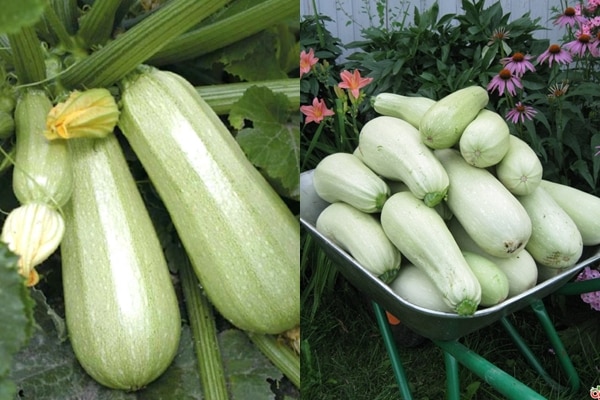 Kavili Zucchini Aussehen