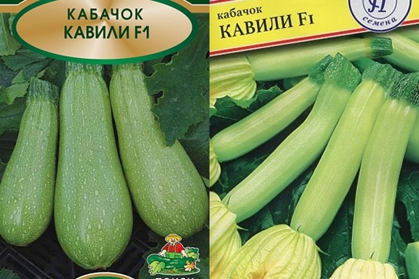 Kavili Zucchini Samen