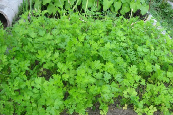 ausgeprägtes Aroma
