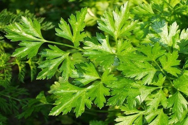 Rosette von Blättern