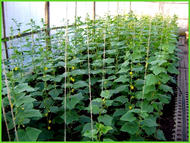 Zucchini im Gewächshaus