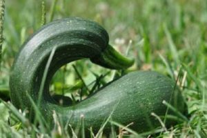 Varför zucchini växer oregelbundet, vad de saknar