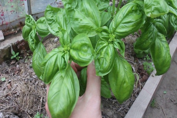 muchos jardineros