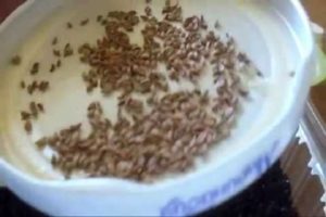 Làm thế nào và khi nào là thích hợp để gieo mùi tây trước mùa đông và nó có thể không