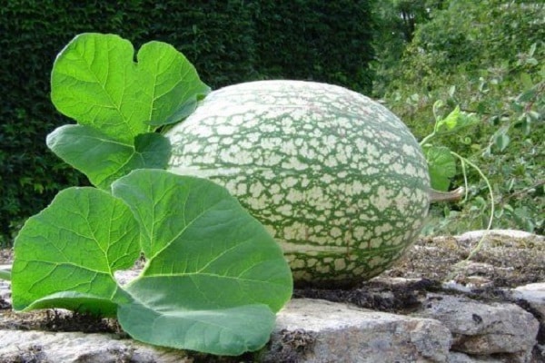секундарни усеви