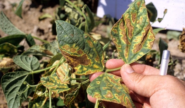 Bacterial spot