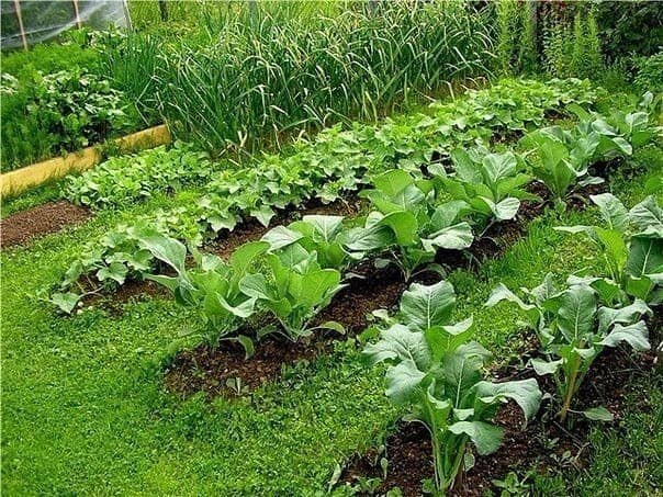 plants in the garden