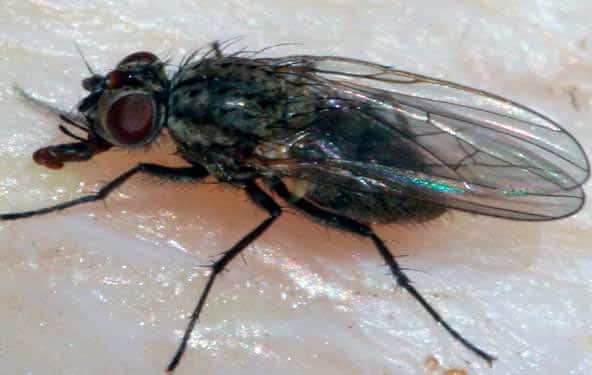 Sprout fly