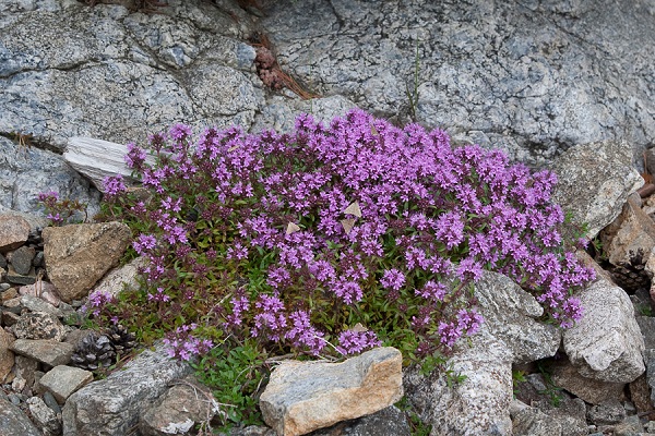 odla rosmarin