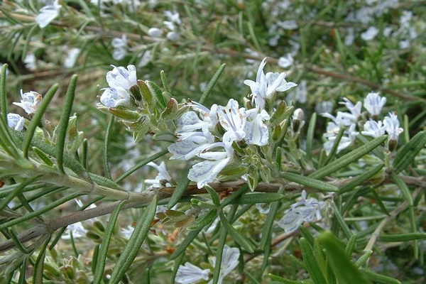 vita blommor