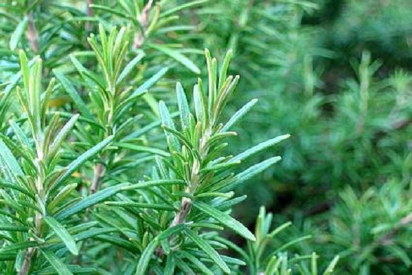 låga temperaturer