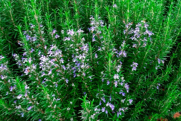 små blommor