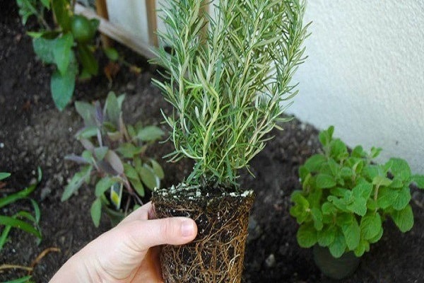 Frost zurückgeben